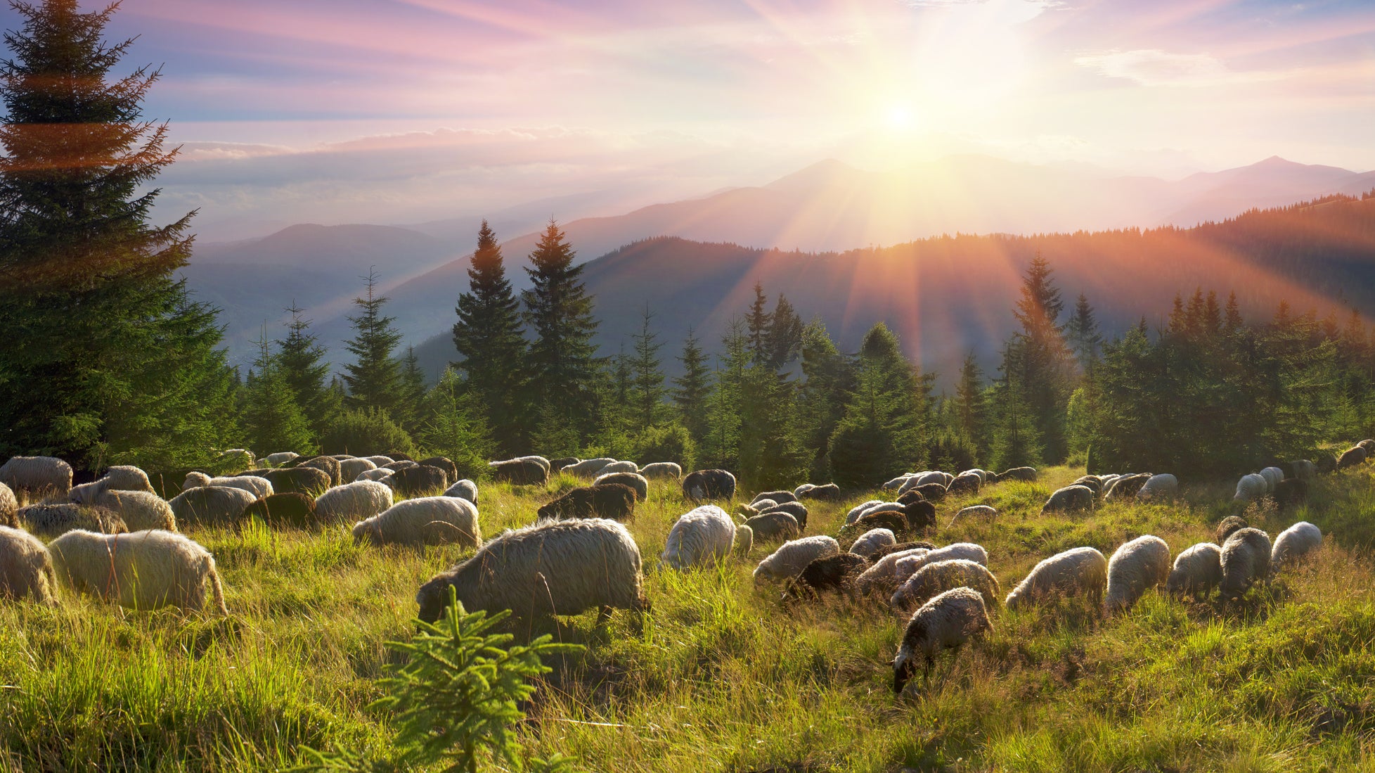 Sind Felle ethisch korrekt?