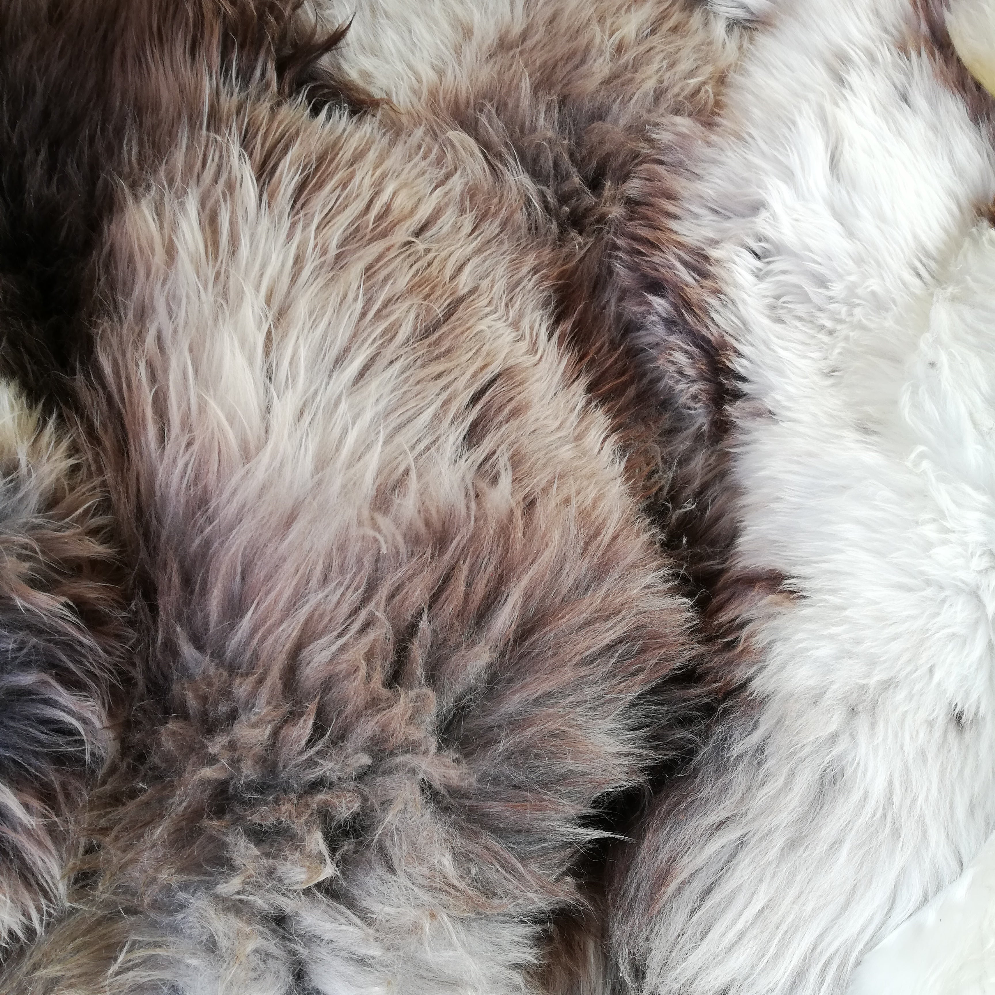 Lammfelle - Alaungerbung