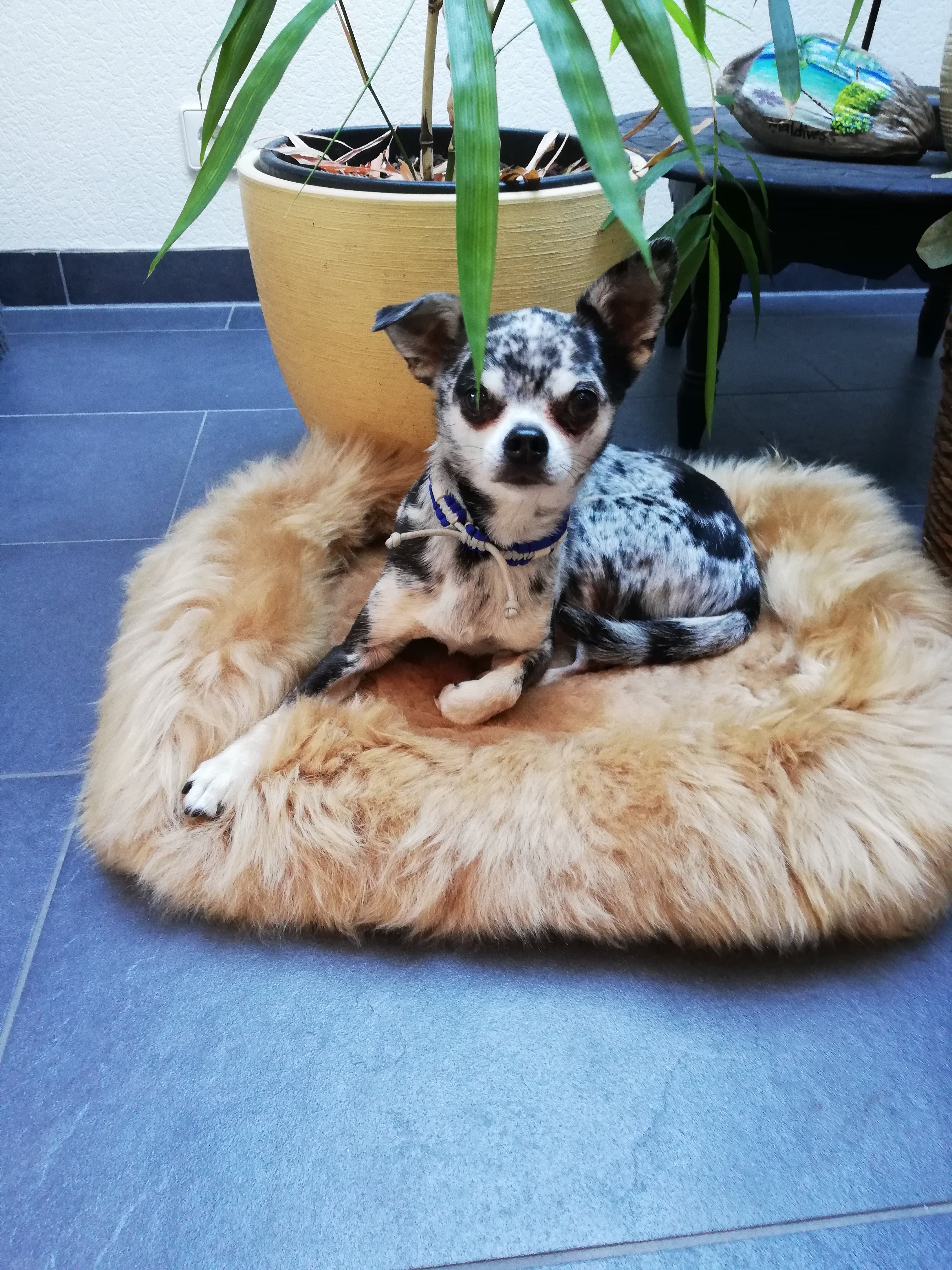 Lammfelle für Haustiere